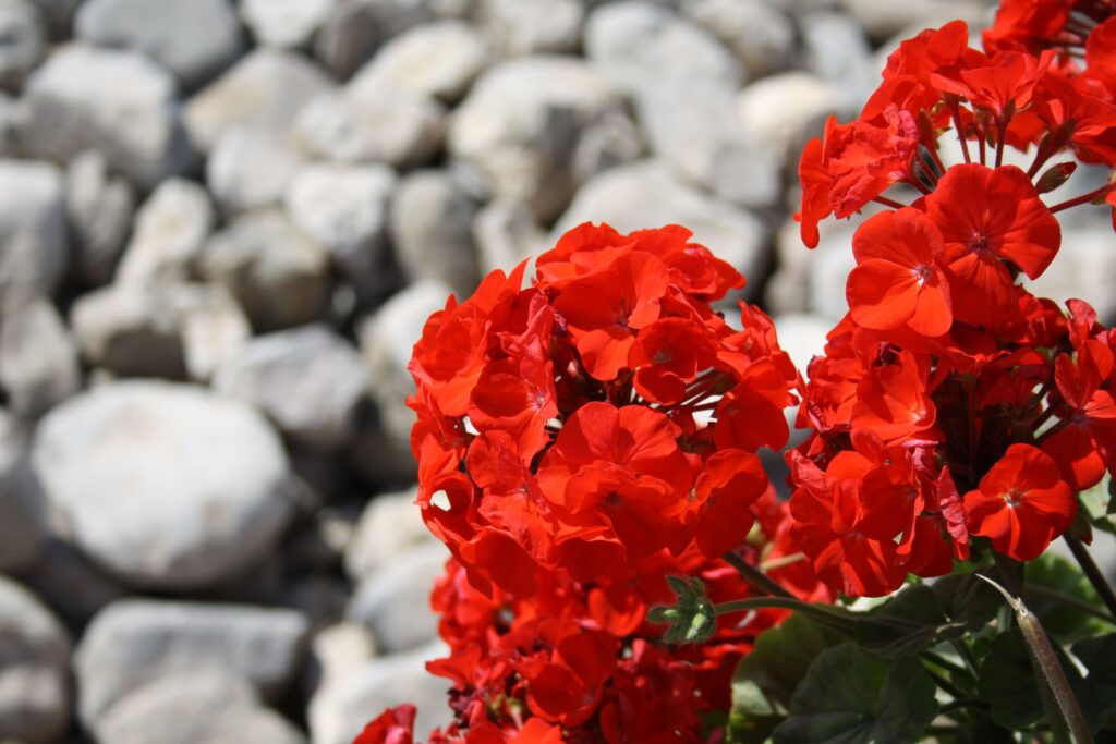 Fleurs de géranium rouge devant un sol en gravier gris