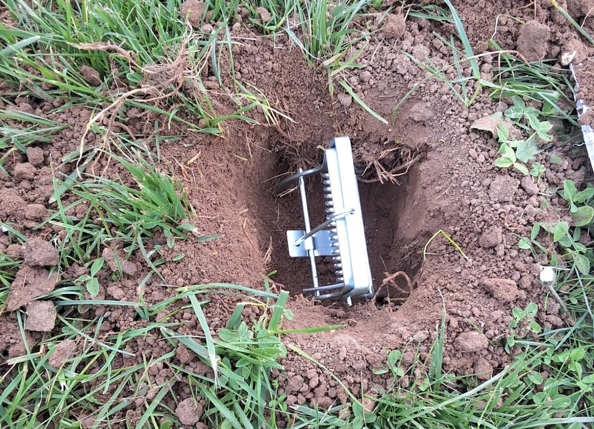 Piège à taupes installé dans une taupinière